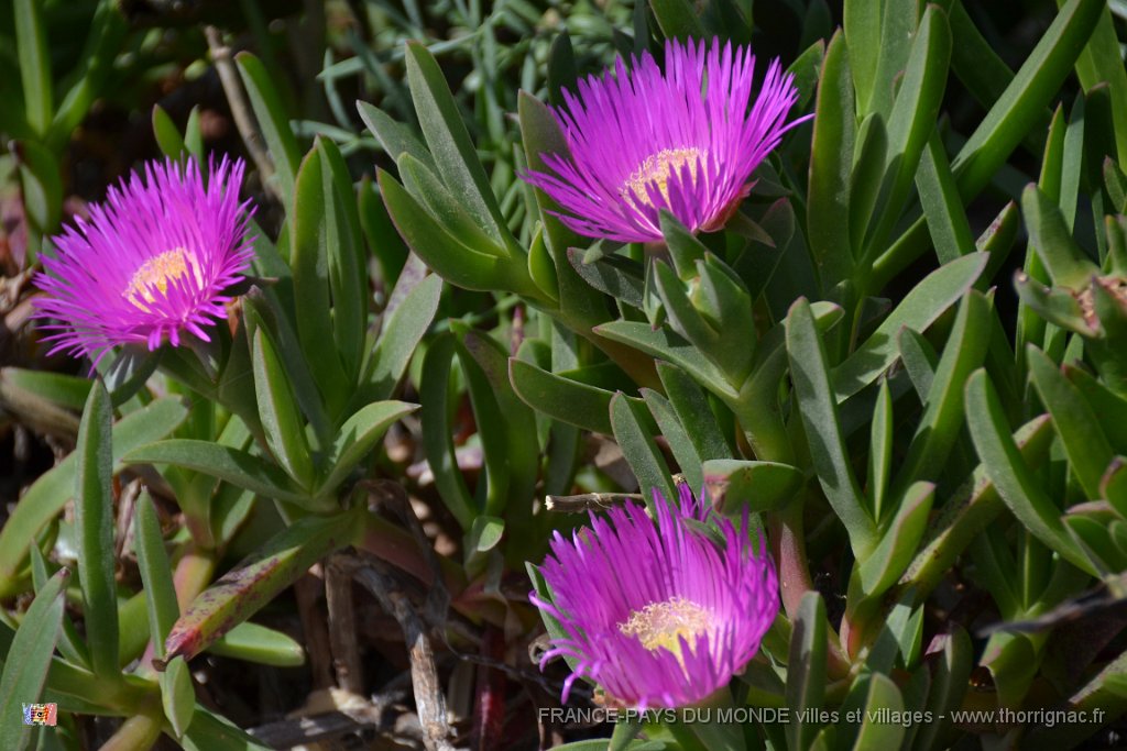 La flore mediterraneenne.JPG - Flore méditerranéenne. 02 avril 2015.